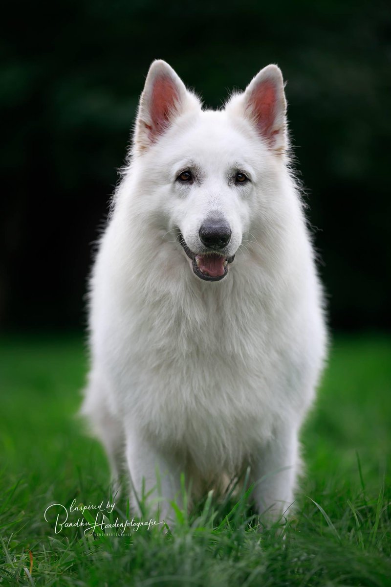 dogcases's tweet image. Vroeg op pad voor een gave fotoshoot met een knappe Zwitserse witte herder