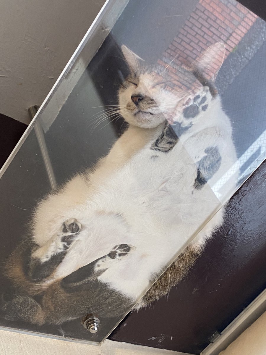 ট ইট র 横浜 猫カフェミーシス 今更ですが 9 26 日 開店しております ミーシス 今日もねこと楽しいひとときを