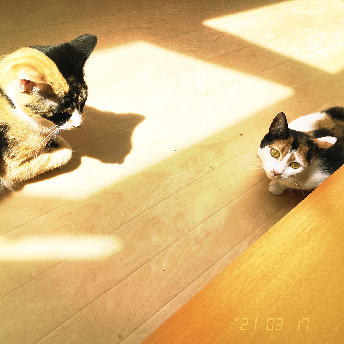 obi_wan_eclipse's tweet photo. One cat noticed me, the other didn't. #猫式 #cat #ShotoniPhone #Hipstamatic #LuciferVI #KodotSouvenir #PopRox https://t.co/asmaY74I24