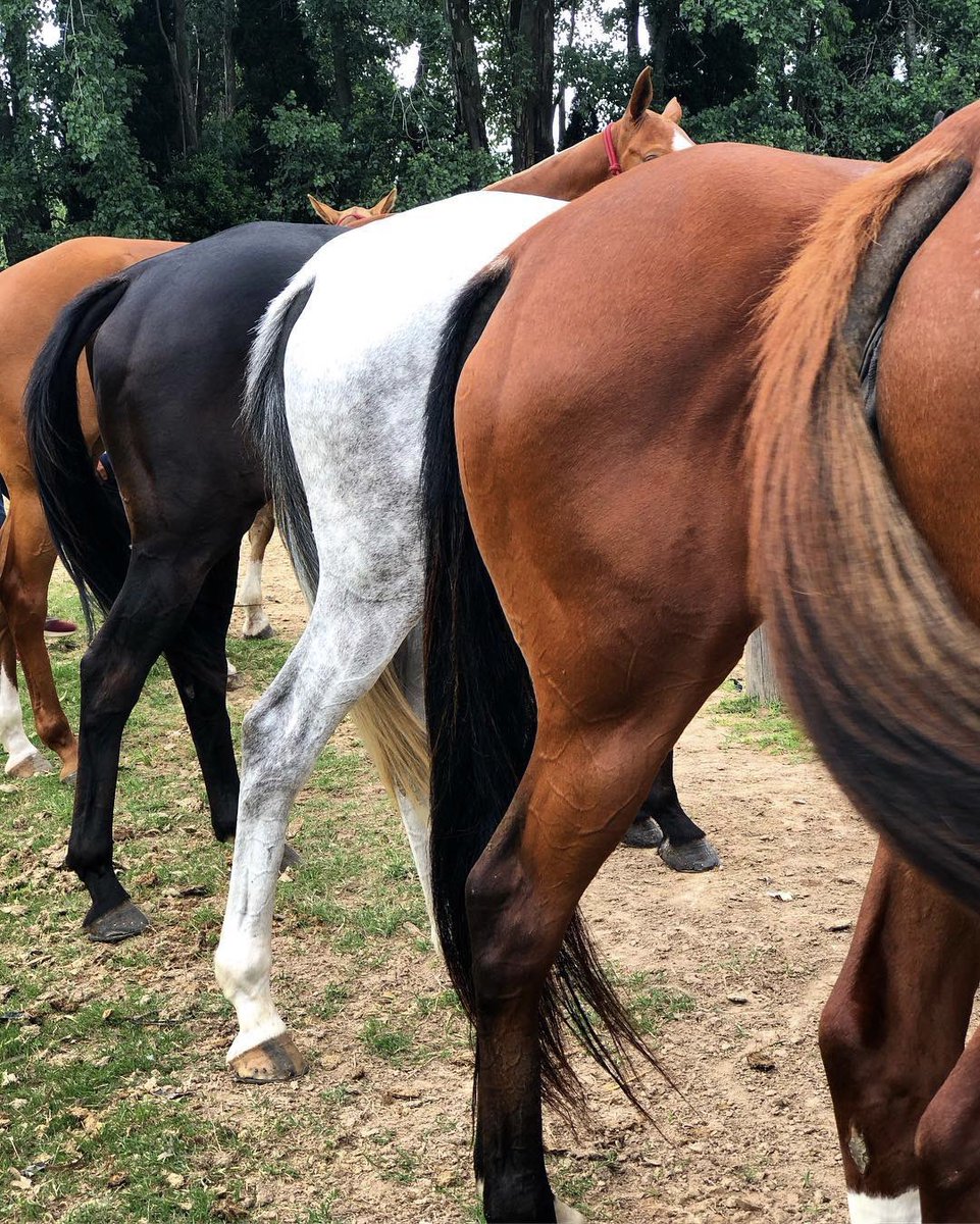saddlbag's tweet photo. Polo ponies ❣️

ℂ𝕣: 𝕝𝕒𝕤𝕙𝕖𝕣𝕞𝕒𝕟𝕚𝕥𝕒𝕤𝕡𝕠𝕝𝕠𝕥𝕖𝕒𝕞 𝕀𝔾 https://t.co/G8pdJrEdKN