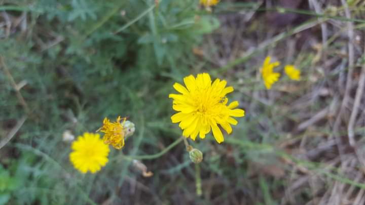 Groc de resistència!! @E_Gallinat <a href="/avisiaviesreus/">Avis i Àvies de Reus x Llibertat 🎗</a> <a href="/aviesiavisLL/">Àvies i Avis Mont-roig del C.🎗️x la Llibertat</a> <a href="/AvisxRepublica/">Avis i Àvies per la República</a> <a href="/TacaDOliAvis/">Taca d'Oli</a> <a href="/CanonjaX/">La Canonja x la Llibertat</a> <a href="/anclacanonja/">ANC La Canonja</a> <a href="/3aJoventut/">3a Joventut x la República</a> <a href="/Iaies_osTortosa/">Iaies&Iaios per la Llibertat</a> <a href="/v_rovira/">vrovira50</a> <a href="/david_miret/">David Miret</a> <a href="/MeridianaResis1/">MeridianaResisteix</a> @JDDeua <a href="/Llibertatmusica/">Música x laLlibertat</a> <a href="/musicspenedes/">Músics per la Llibertat Alt Penedès</a> <a href="/musicaXrep/">〽️úsica X la República</a> <a href="/cantem_Vic/">MúsicaLlibertatVic</a> <a href="/CorPaeria/">Cor Plaça Paeria</a> <a href="/JaumeAeRos/">Jaume Añe Ros</a> #free