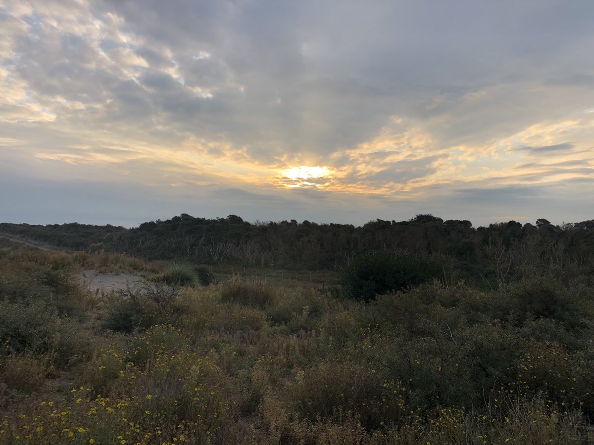 #trailrunning in het <a href="/NPHollandsduin/">NP Hollandse Duinen</a> in wat een prachtig natuurpark wonen we! #mooiwestland #weekvannphd <a href="/Bezoek_westland/">Bezoek Westland</a>