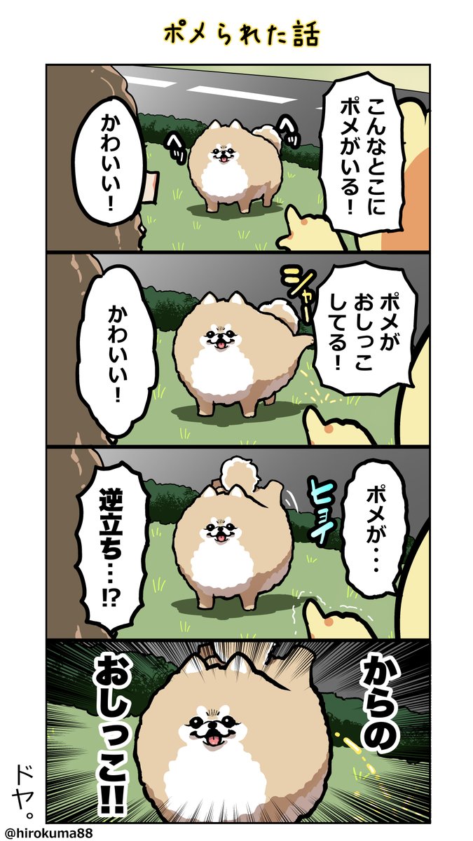 ひろくま 近所のポメラニアンの話 創作漫画 漫画が読めるハッシュタグ ポメラニアン 4コマ漫画 T Co Cjxmllphxz Twitter