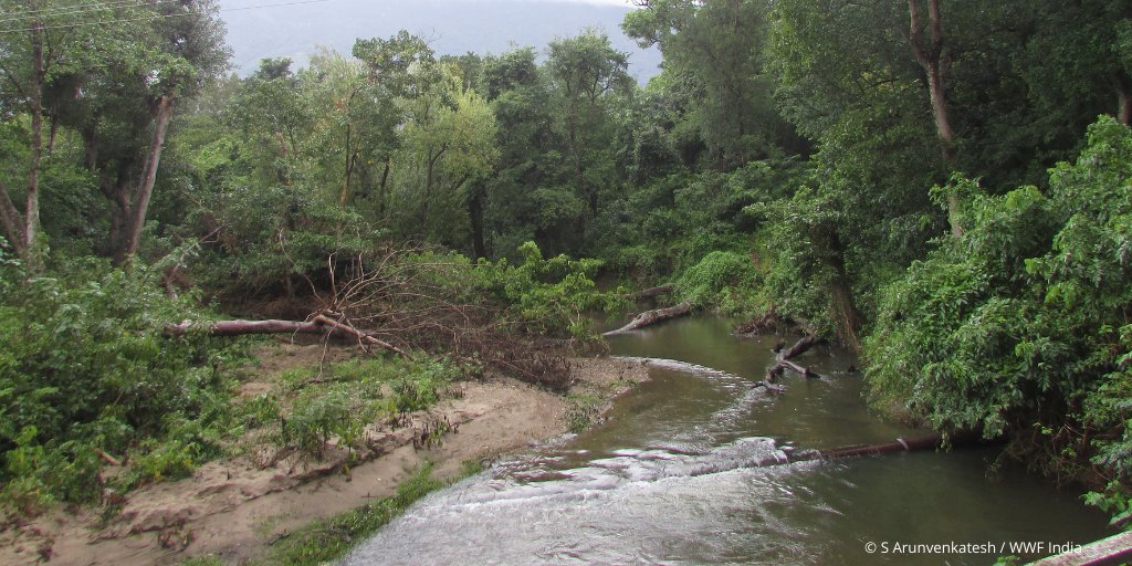 WWFINDIA's tweet photo. River Bhavani &amp; Noyyal originate from the Western Ghats, one of the global #biodiversity hotspots. Home to unique aquatic and terrestrial biodiversity, the #rivers support much of the #agricultural and industrial economy of the state of Tamil Nadu. #WorldRiversDay #riversday https://t.co/vXtda280kV