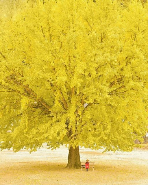 El poema del Ginkgo de Nichinan.

¡Buenos días!
Bon dia!

📷 Noriyuki Kajiwara, Nichinan, Tottori, Japón.