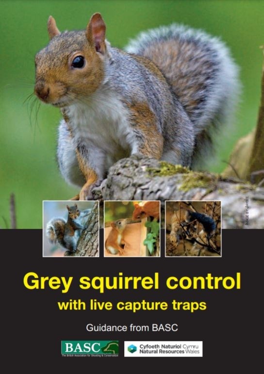 GREY SQUIRREL CONTROL

Want to know how you can help protect our native red squirrel?

Contact <a href="/SquirrelAccord/">UK Squirrel Accord</a> or local landowners. Information and advice can be found on BASC's website orlo.uk/CLICK_HERE_W6M…

Download here: orlo.uk/GREY_SQUIRREL_…