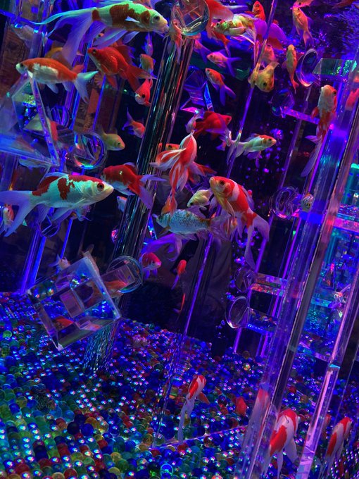 アートアクアリウムのtwitterイラスト検索結果 古い順