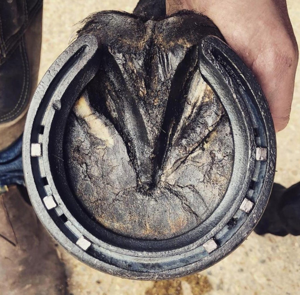 KeratexHoofcare's tweet photo. @fjm_farrier_services using our Black Coconut Oil Hoof Balm for the finishing touches to a freshly shod showjumping pony 🖤 
#keratex keratexequestrian #hoofbalm #coconuthoofbalm #keratexhoofcare #keratexproducts #horsefarrier #newshoes #newhorseshoes #freshlyshod #bsja https://t.co/si1NHDF9Et
