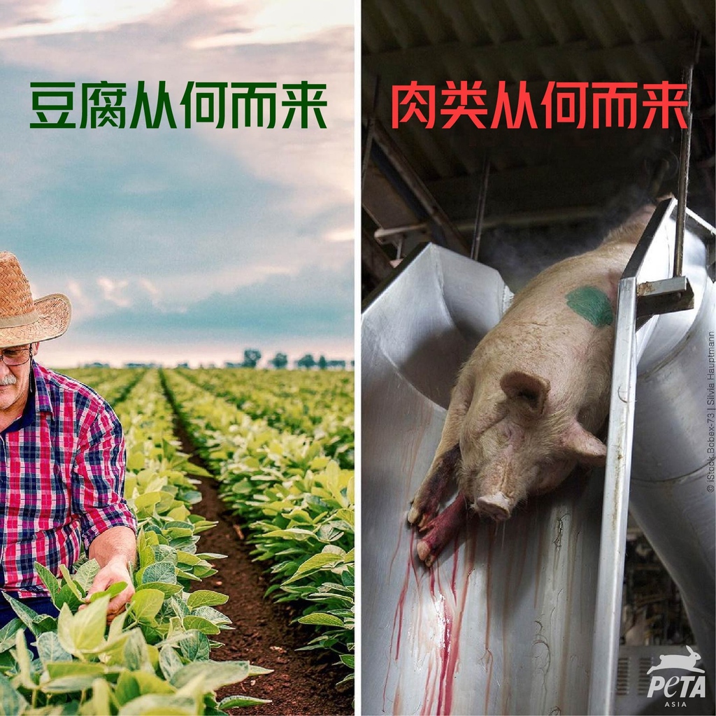 PETAAsiaZH's tweet photo. 大多人都会对动物尸体的画面感到不适,不忍听到动物被屠宰时的尖叫哀嚎。然而,这就是肉类生产的真实过程。😢
如果你无法再对这一切视若无睹,不妨一起来参加21天素食挑战!👌
#ReasonsToGoVegan #GoVeg #FriendsNotFood #HowToGoVegan #BaconLovers #Tofu #BBQ https://t.co/KKXt4KUAG1