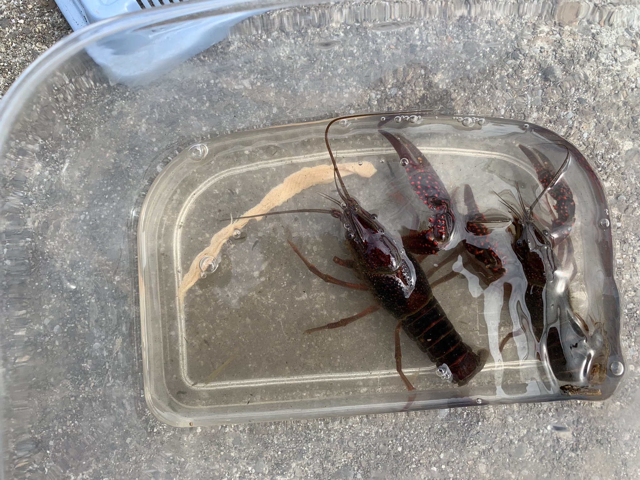 たっつん せっかくの2連休 早起きするも爆風と波で30分で心折れて朝練終わり なので日中は子供とザリガニ釣り 笑 結構釣れました 笑 釣り 海 東北 岩手 北三陸 ルアーフィッシング ザリガニ ザリガニ釣り T Co Kgkhz3iipu Twitter