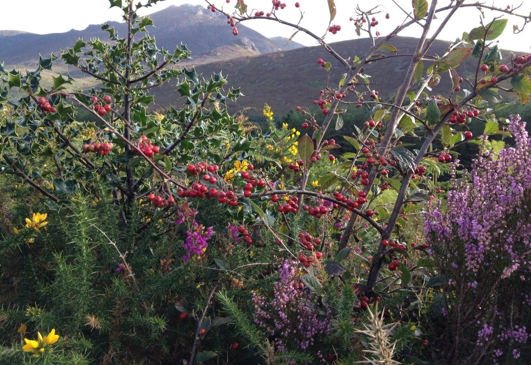ACountryDiary's tweet photo. On this last #SeptemberSunday of 2021 my mind is flooded with childhood memories.
#September #Autumn #equinox #school #HiringFair #CornDolly #poetryireland #SeamusHeaney #BlackberryPicking #PatrickKavanagh
#Harvest #Ireland
Click To Read Them
๐๐๐๐๐
https://t.co/KAGzaDhMRB https://t.co/upRmkNbnJh