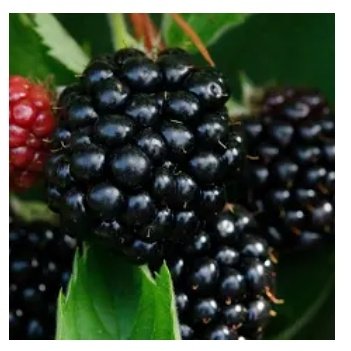 ACountryDiary's tweet photo. On this last #SeptemberSunday of 2021 my mind is flooded with childhood memories.
#September #Autumn #equinox #school #HiringFair #CornDolly #poetryireland #SeamusHeaney #BlackberryPicking #PatrickKavanagh
#Harvest #Ireland
Click To Read Them
๐๐๐๐๐
https://t.co/KAGzaDhMRB https://t.co/upRmkNbnJh