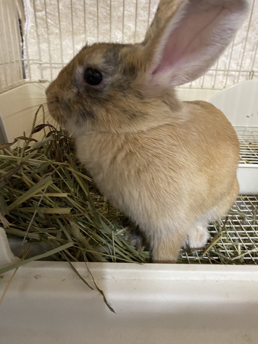 うさぎのぴすけ Peaceke11 Twitter