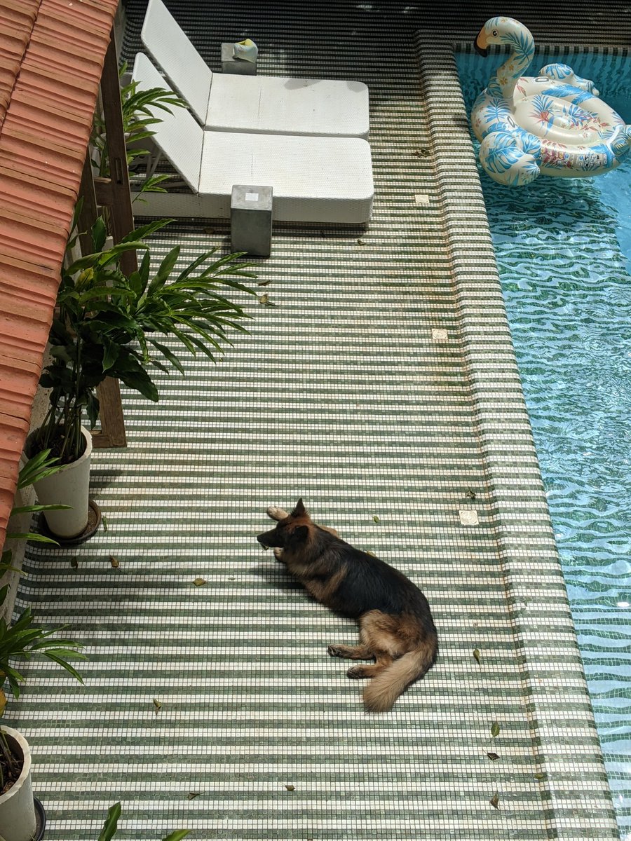 GarethEswin's tweet photo. Lifeguard, Babysitter, Buddy, Protector, Goofball, Model, Grumbler, Best Man ... The list is endless.
Every family should have a dog.
Every child should grow up with a dog.
#Dogs #DogsOfGoa #GermanShepherdsOfInstagram #GermanShepherd #DogsOfInstagram
#DogFather #DogsOfTwitter https://t.co/i4eQhgZHxB