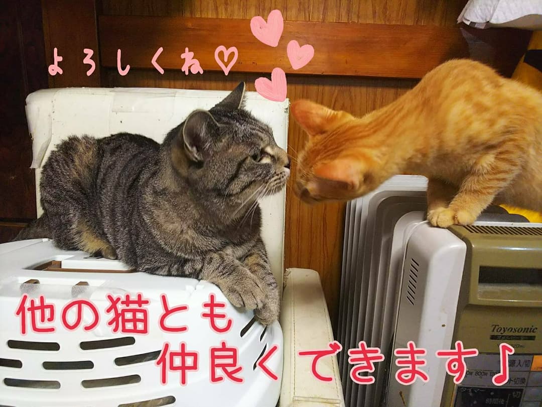 猫カフェ 猫まるカフェ別館 Nekomaru East Twitter