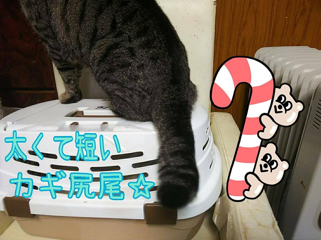 猫カフェ 猫まるカフェ別館 Nekomaru East Twitter