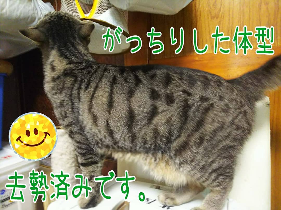 猫カフェ 猫まるカフェ別館 Nekomaru East Twitter