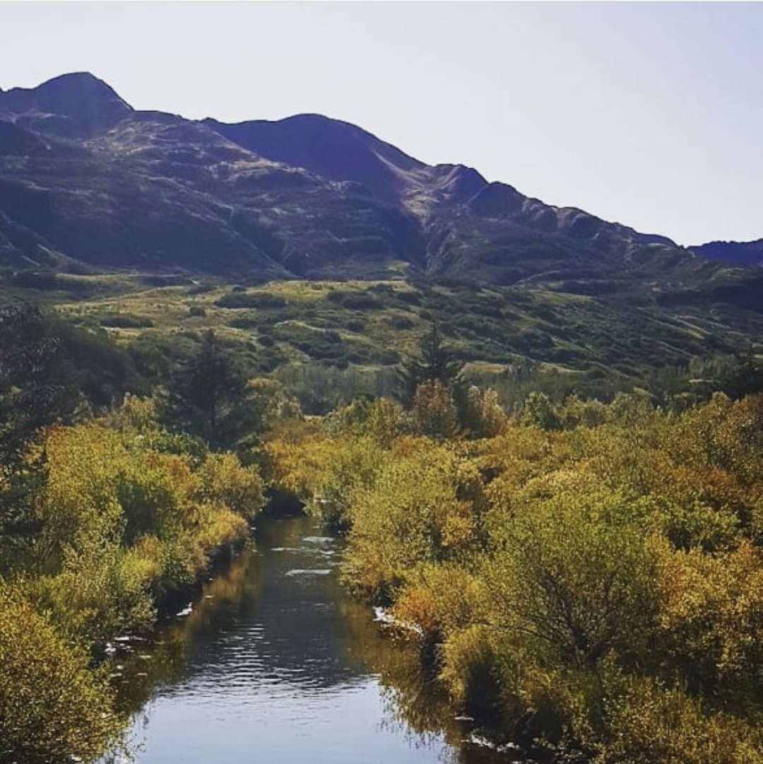 GrayWhaleCycle's tweet photo. Cycling to Pasagshak was the start of a steep learning curve with lessons in ignoring Google maps predicted journey times, coping with the ever present fear of death by bear, &amp; how to keep going. All that in just 34 miles 😬

https://t.co/6wQUbB1HrT

#Alaska #cycletouring #bears https://t.co/nQq9lBSbvP