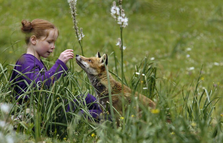 Le renard et l'enfant