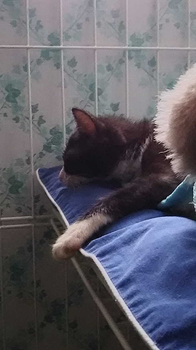 catmint3's tweet photo. 子猫が来た🎵
今日から我が家の住人になりました( ≧∀≦)
生後２か月、♂幸太  ♀みみ https://t.co/Szl516xgtt