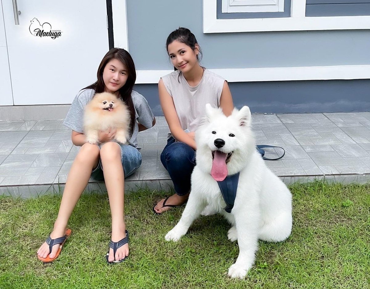 naawmingmailco1's tweet photo. ฟรายเดย์&amp;คุณแม่มารี กลับมาเยี่ยมยายหรอ ฟรายเดย์ 6เดือนแล้วค่ะ โตไวจริงๆ 21โลแล้ว 

#Samoyed #Samoyeddogs #Samoyedpuppies #puppy #puppies #ซามอยด์ #ลูกซามอยด์ #ฟาร์มซามอยด์ #สุนัขสีขาว #dog #maelugasamoyed #maeluga #Samoyedthailand #marie_broenner https://t.co/Y5PV8BHIh6