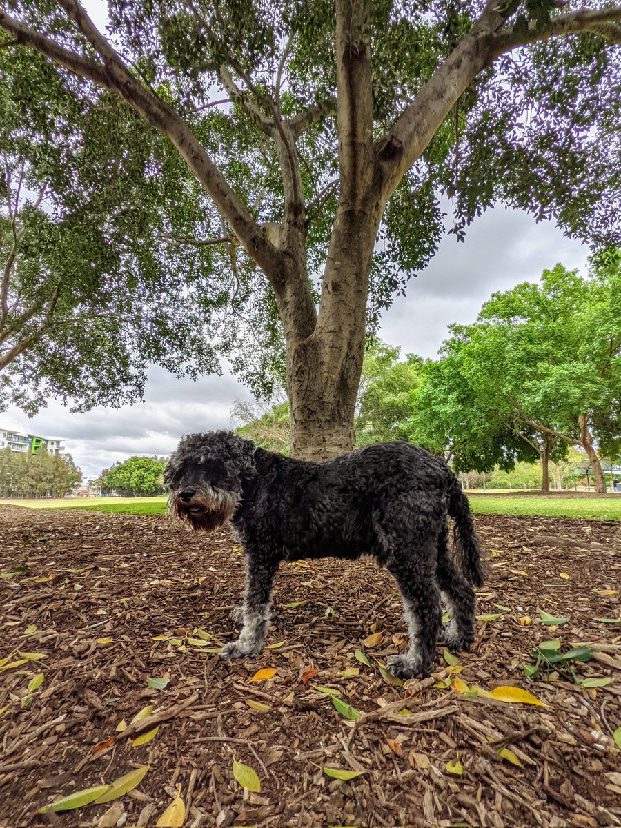 jackfsheedy's tweet photo. Dad drove Ruby 🐩 and I to Big Park today. Normally we'd walk but it's a little too far now

We had a nice slow walk and we didn't even have our harness or leads on. I even told some big birds they had to leave the park immediately. And they did https://t.co/2zwYw6cfdC