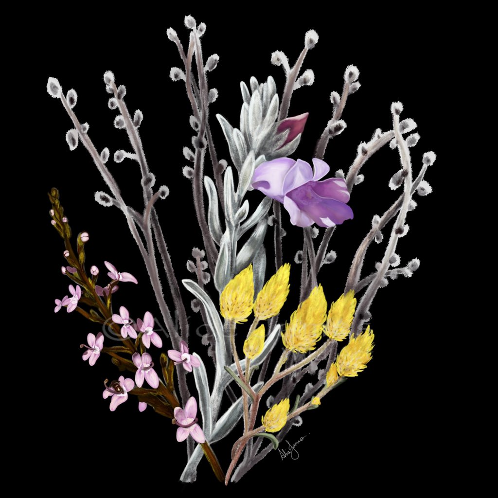 AliceJWildArt's tweet photo. I love drawing native plant species and this spring is an amazing one for wildflowers around WA. I couldn’t decide which species to draw so ended up with a #MiniBouquet of gorgeous plants!
#sciart #scicomm #wildoz #wildflowers #conospermum #eremophila #waitzia #triggerplant https://t.co/BT5totAWXg