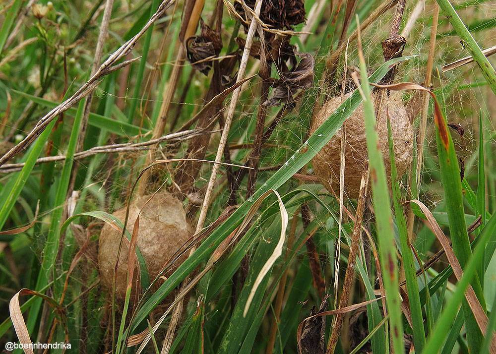 boerinhendrika's tweet photo. Tussen het hoge gras, vlak bij elkaar: 2 #cocons van een #wespspin - een #wielwebspin
#boerennatuur💚
#gangbare_landbouw🍀 https://t.co/I6VxCBa6HD