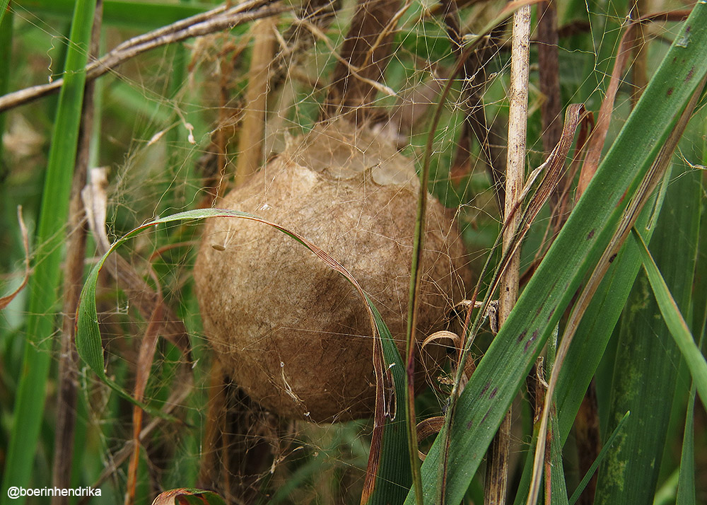 boerinhendrika's tweet photo. Tussen het hoge gras, vlak bij elkaar: 2 #cocons van een #wespspin - een #wielwebspin
#boerennatuur💚
#gangbare_landbouw🍀 https://t.co/I6VxCBa6HD