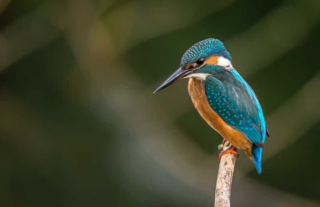 #Bandana prajapati🚩🚩🚩🚩🚩🚩
#जय_श्रीराम 🚩🚩🚩🚩🙏
🌳🍁🌳🌸🌳🍁🌳🌸🌳🍁🌳🌸🌳