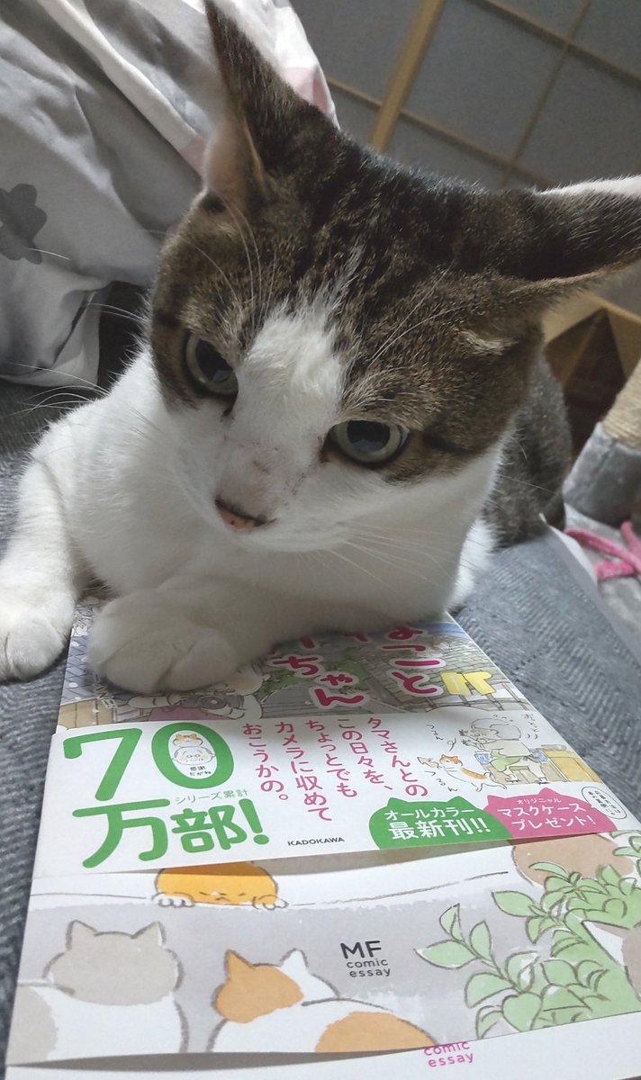 ねこまき Twitter Search