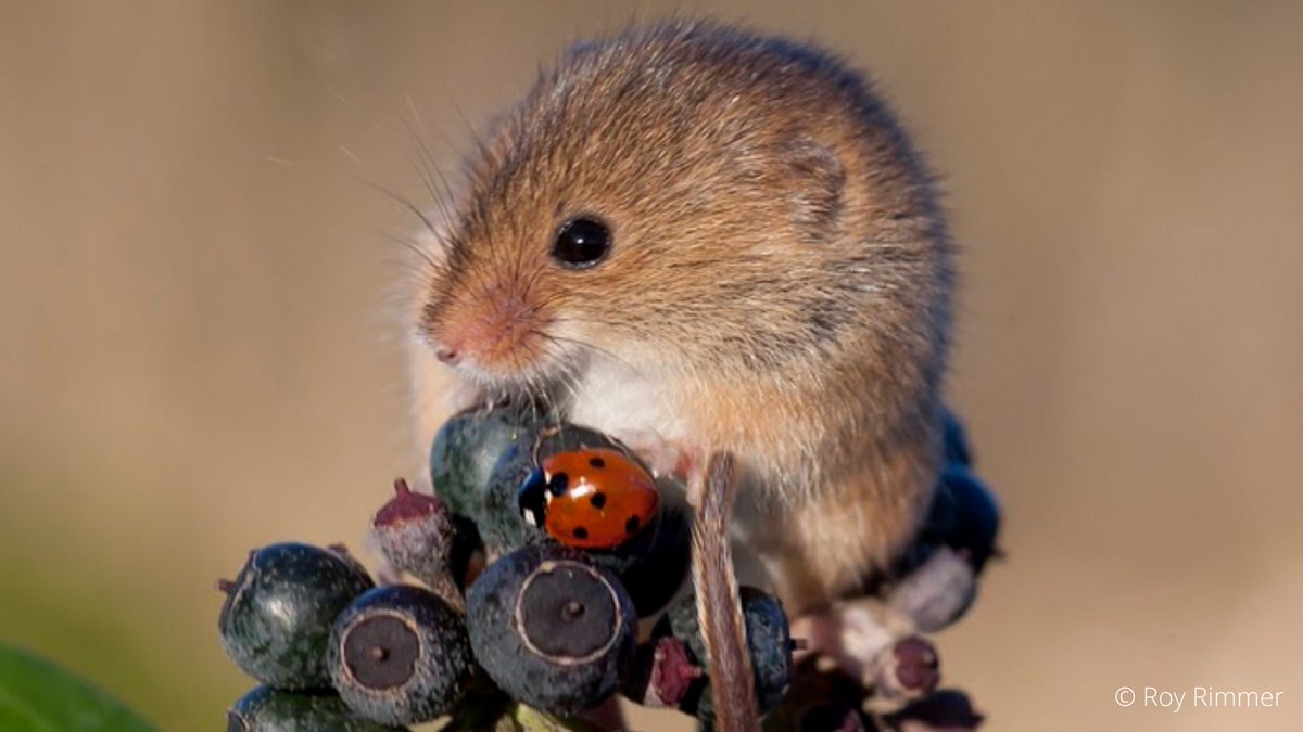 Today's the day! Our #HarvestMouse #Survey has officially started! 🌟🐭  

Learn more and get involved to help us learn more about Britain's smallest mammal here 👉 ow.ly/d22T50GfVGL

If you're surveying, we'd love to see your photos and updates by tagging #HMNestFest!
