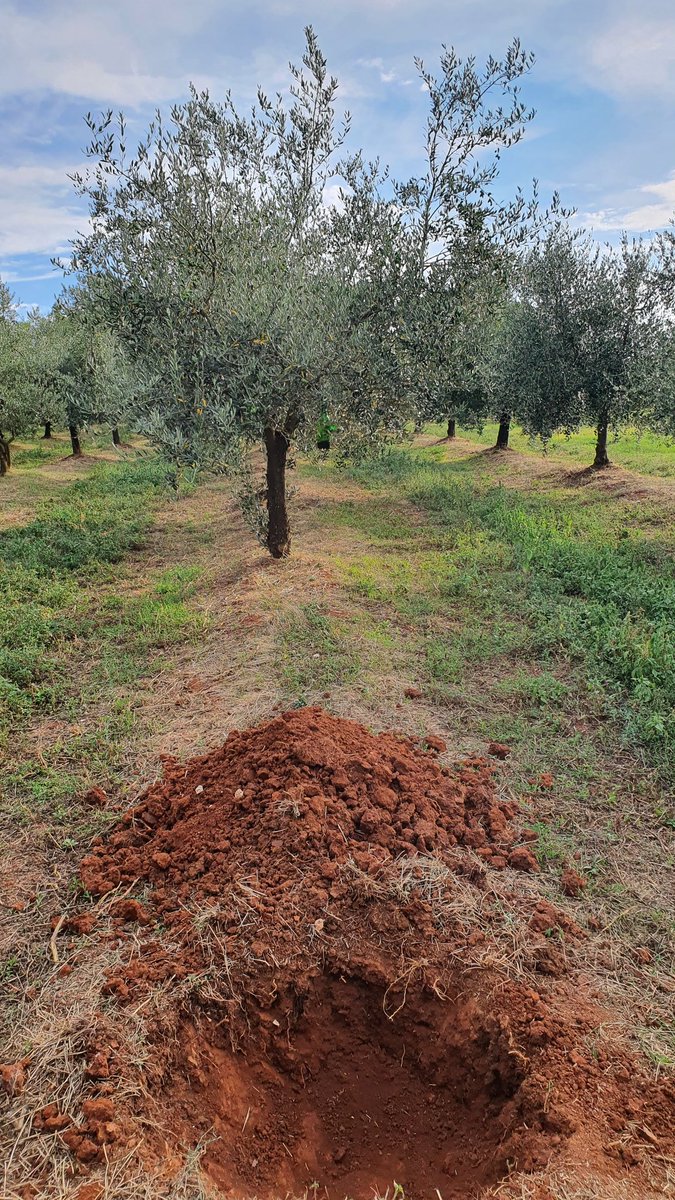 BiliniEvoo's tweet photo. Jučer smo u maslinik Kamenjak (Rakovci) presadili jednu maslinu koja nam je smetala pored kuće u Puli 🌳
#presađivanje #masline #rujan2021 https://t.co/vSVzwuDLWC