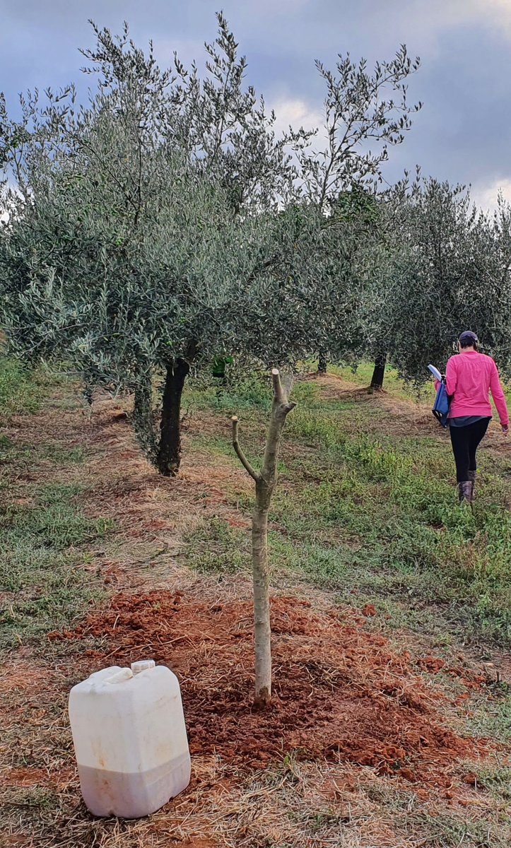 BiliniEvoo's tweet photo. Jučer smo u maslinik Kamenjak (Rakovci) presadili jednu maslinu koja nam je smetala pored kuće u Puli 🌳
#presađivanje #masline #rujan2021 https://t.co/vSVzwuDLWC