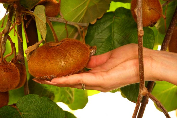 Good harvest of Kiwi this year. But a little more time to ripen https://t.co/1FkU9mBH72