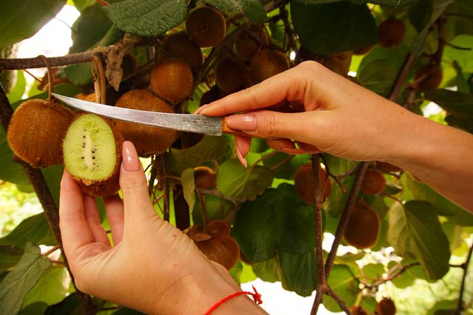 Good harvest of Kiwi this year. But a little more time to ripen https://t.co/1FkU9mBH72