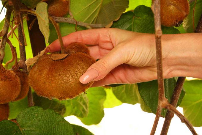 Good harvest of Kiwi this year. But a little more time to ripen https://t.co/1FkU9mBH72