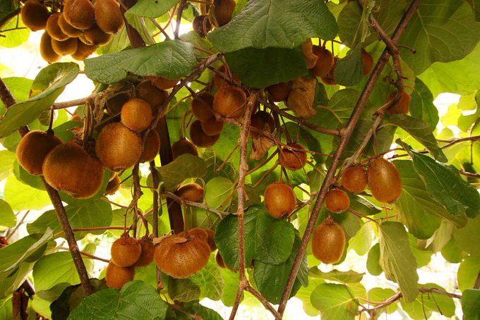 Good harvest of Kiwi this year. But a little more time to ripen https://t.co/1FkU9mBH72<a href="/tag/piercing"class="tags"><span>#piercing</span></a><a href="/tag/piercingjewelry"class="tags"><span>#piercingjewelry</span></a>