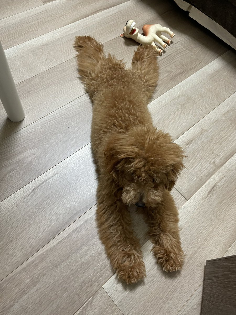 adclavis's tweet photo. 我が家のペット　プーちゃんです。 https://t.co/Wr63v4KzsI