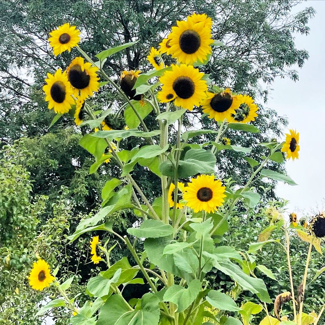 CM16_Hub's tweet photo. The latest CM16Hub Newsletter is out now 📰 Check out these amazing sunflowers in Thornwood’s Allotments🌻 Featuring: @EppingPlaygrou1’s Happyfest TODAY 👨‍👩‍👧‍👦 Donate to @EppingForestFB 🌾 @NorthWealdPC Community Day💚 @CoppedHallTrust Open Day 🍂 &amp; much more…https://t.co/7dAMttwGUy https://t.co/T1JhyfLYrU