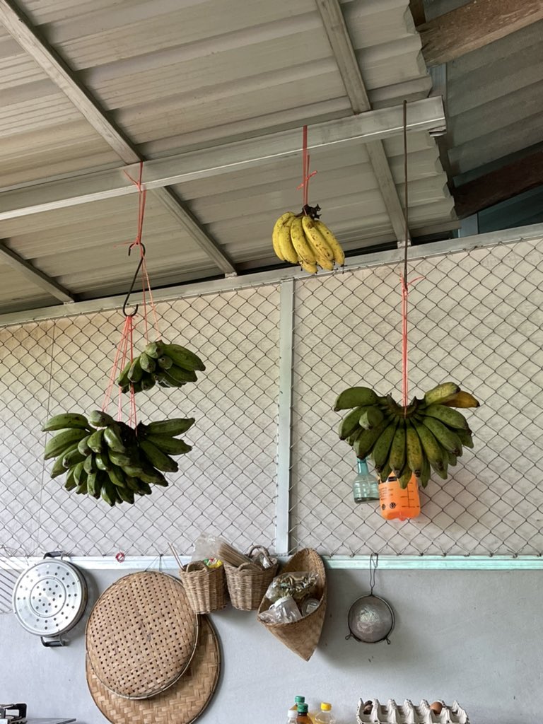 nomadjoshua's tweet photo. Fresh picked bananas from the garden https://t.co/ujhEfULFL6