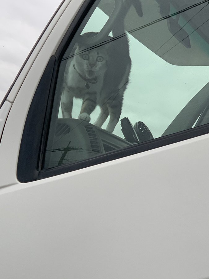 【朗報】キャンピングカーに乗ってる猫、頼もしすぎるのサムネイル画像