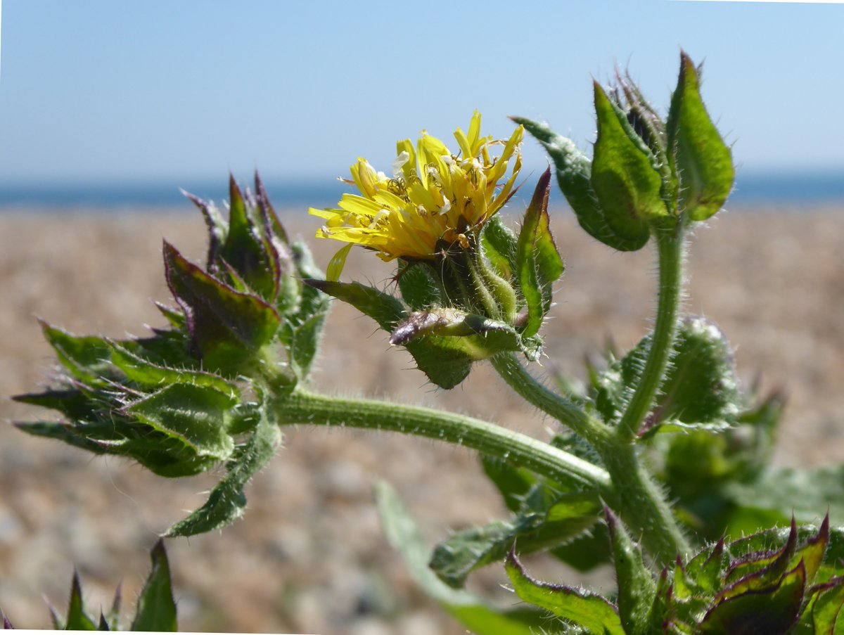 #BeachFlowers #WorthingBeach #BristlyOxtongue The last of the years beach flowers enjoys the autumn sunshine.