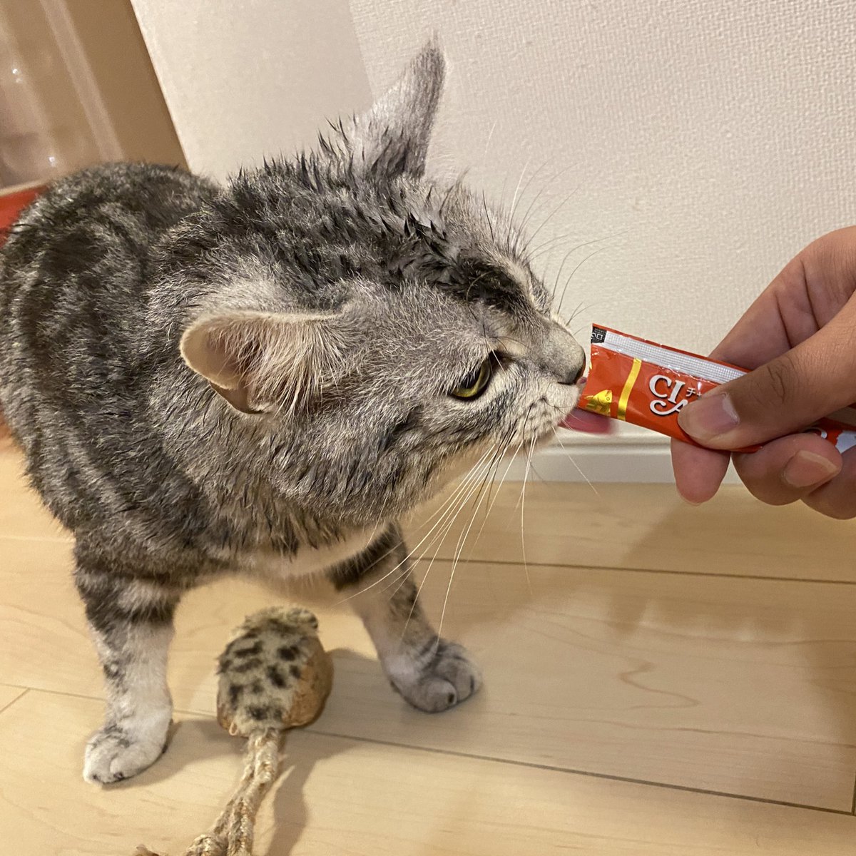 🐈‍⬛くうちゃん♂ (@Kuuchan_0614) / Posts / X