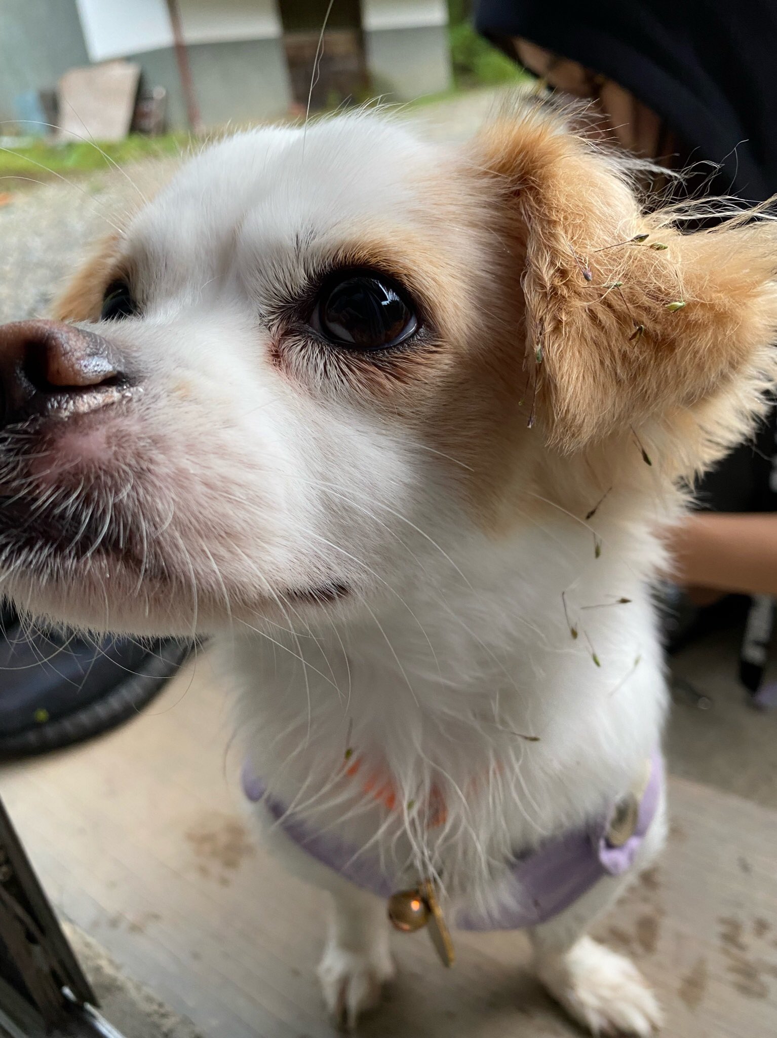 Milk みーちゃん ボジア生まれボジア育ちのボジア犬です お土産をつけて帰ってくる T Co 6sqg8qglrf 犬 わんこ いぬのきもち かわいい いぬら部 ミックス犬 雑種 犬のいる暮らし 犬のいる生活 海外移住 カンボジア プノンペン