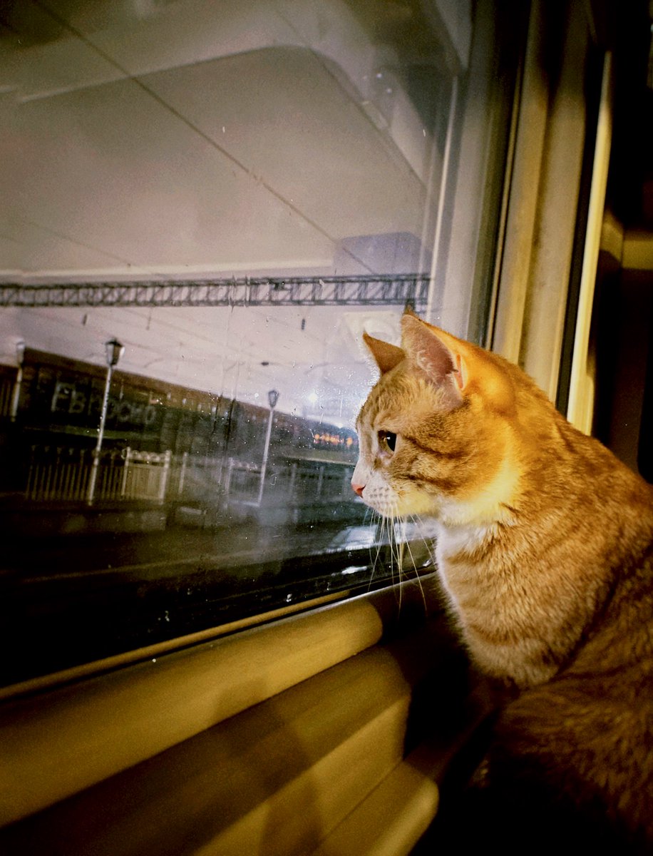 schrgrdr's tweet photo. У меня есть тысяча фотографий кота из поезда, но так и быть, я покажу вам всего четыре. https://t.co/ZPYMF7rO5J