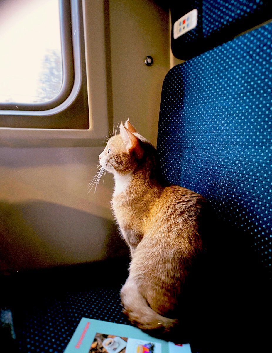 schrgrdr's tweet photo. У меня есть тысяча фотографий кота из поезда, но так и быть, я покажу вам всего четыре. https://t.co/ZPYMF7rO5J