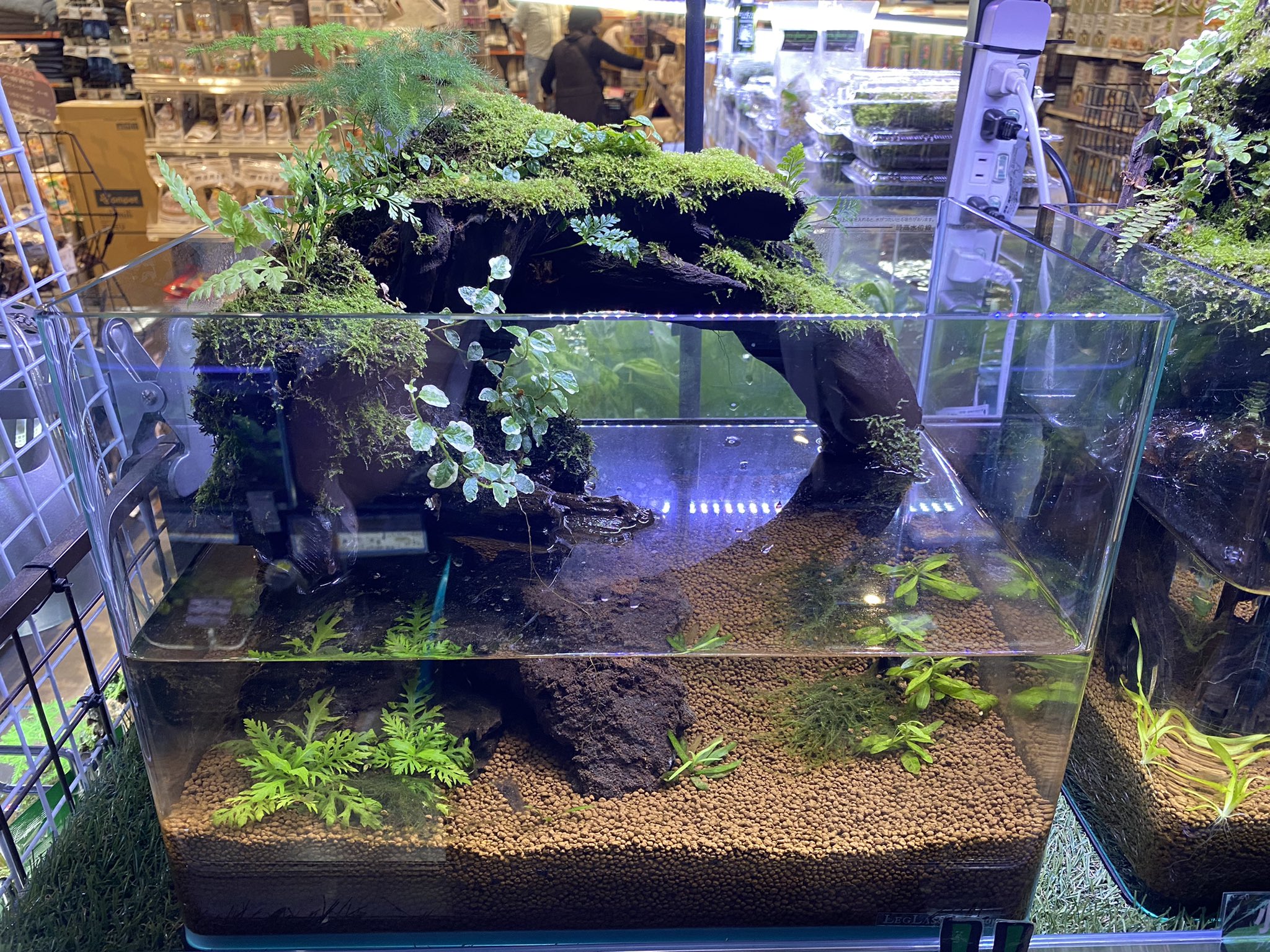 Mickey Gon新座店 アクアリウム エキゾチック 新アクアテラリウム 入荷致しました デザイン豊富 あなただけの小さな大自然をこの手に アクアリウム テラリウム アクアテラリウム アクアテラリウム好きと繋がりたい アクアテラリウム