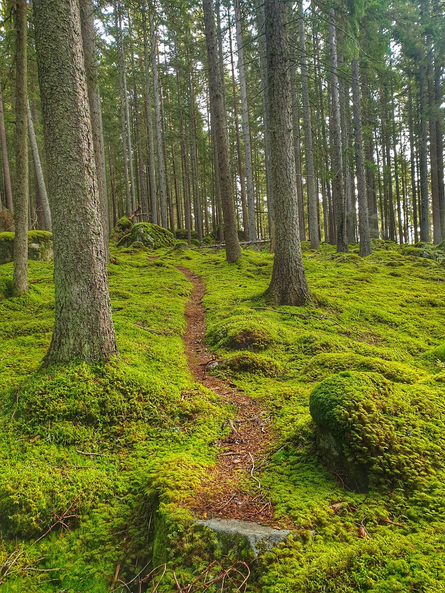 Jonatan Randin tweet media