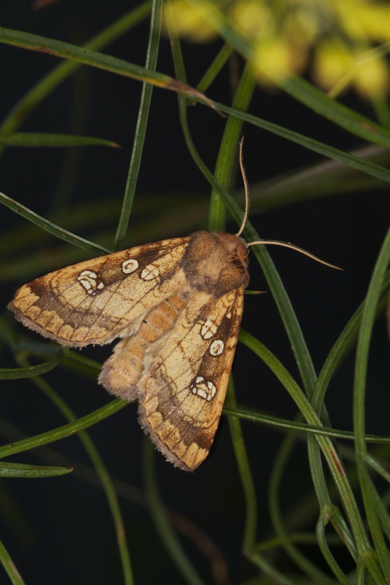 Another great evening Surveying Fisher's Estuarine Moth. This time at Swalecliffe SSSI with @BCKentBranch as part of the #MagnificentMoths project. With 21 of these superb Moths recorded, great news for this vulnerable site.@mothsinkent